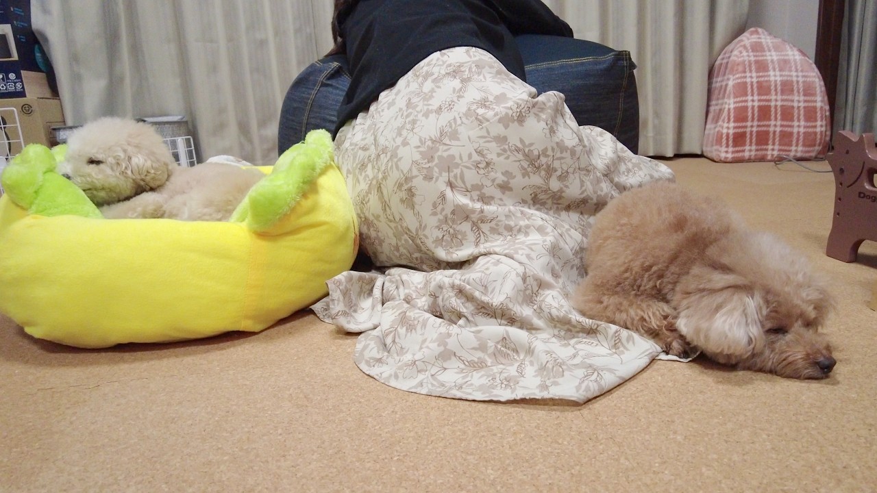 つわりでしんどい時に寄り添ってくれる愛犬が優しくて感動