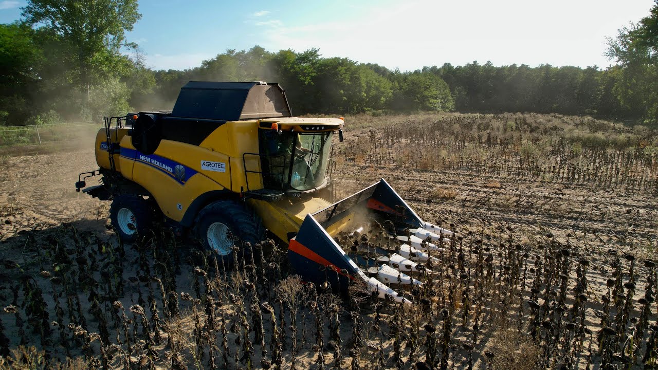 Napraforgó aratás 2025 / New Holland CX8.80 / New Holland TM150 🚜 / DJI Air 2s 🚁