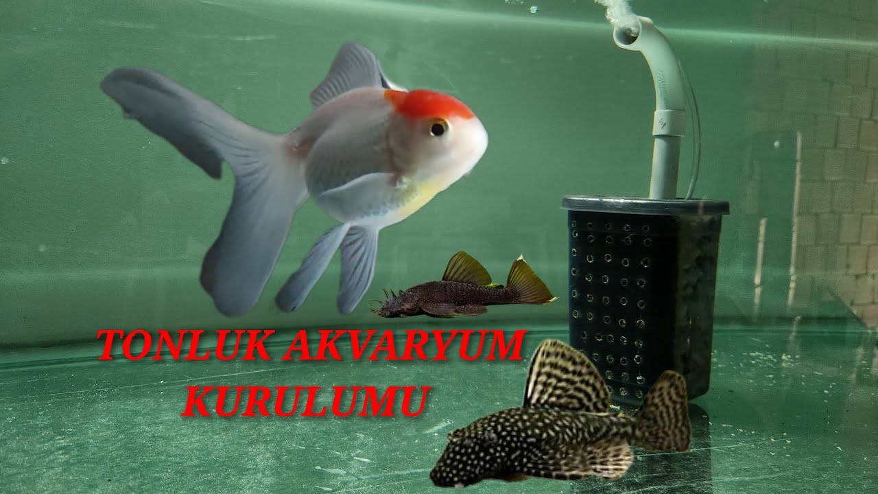 Akvaryum Kurulumu - C&uuml;ce Vatoz Yavrularını Boylandırma - Balık Taşıma İşlemleri