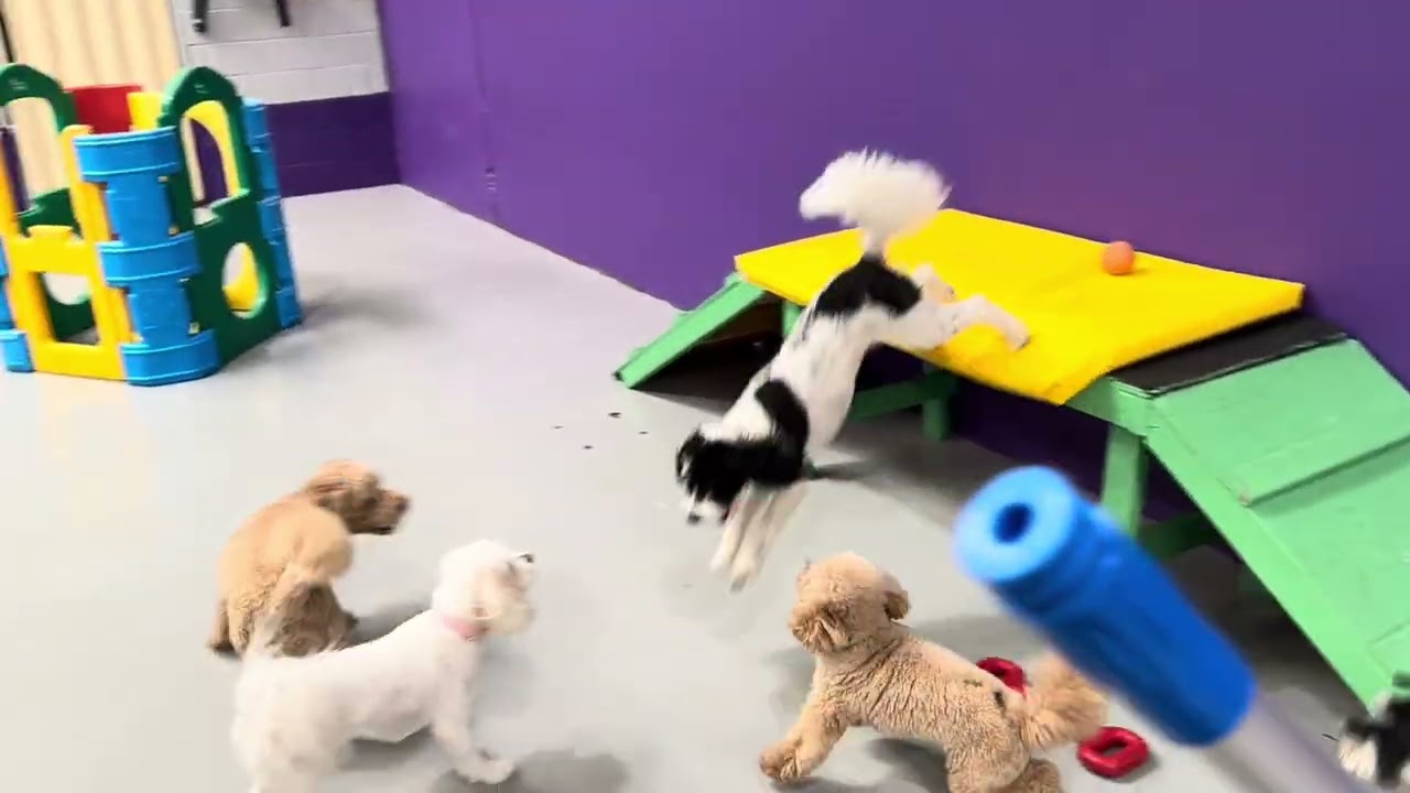Doggy Daycare with Purpose | Perth Dogs Thrive at PawPals