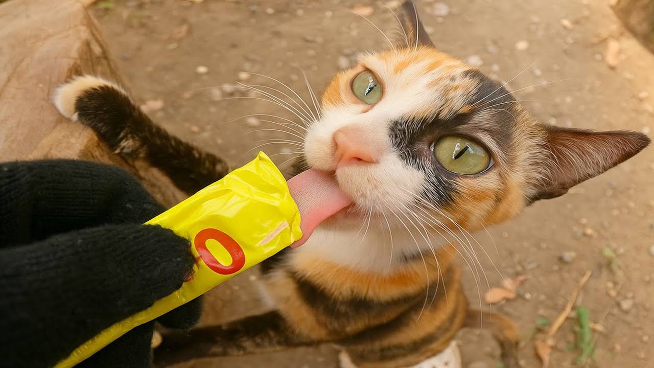 Adorable Cat Enjoys Tasty Treats Happily