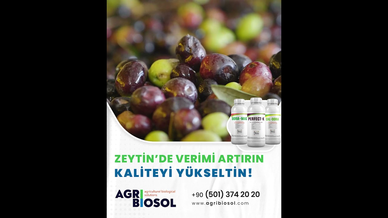 Zeytin Meyve Gelişiminde Doğru Besleme: Verim ve Yağ Oranı Nasıl Artar?