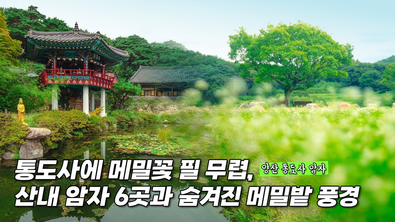 [감성사진여행] 하얀 메밀꽃 가득한 통도사 메밀밭과 고즈넉한 통도사 암자 이야기