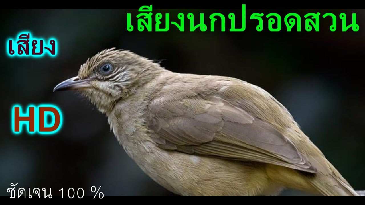 เสียงนกปรอดสวน
