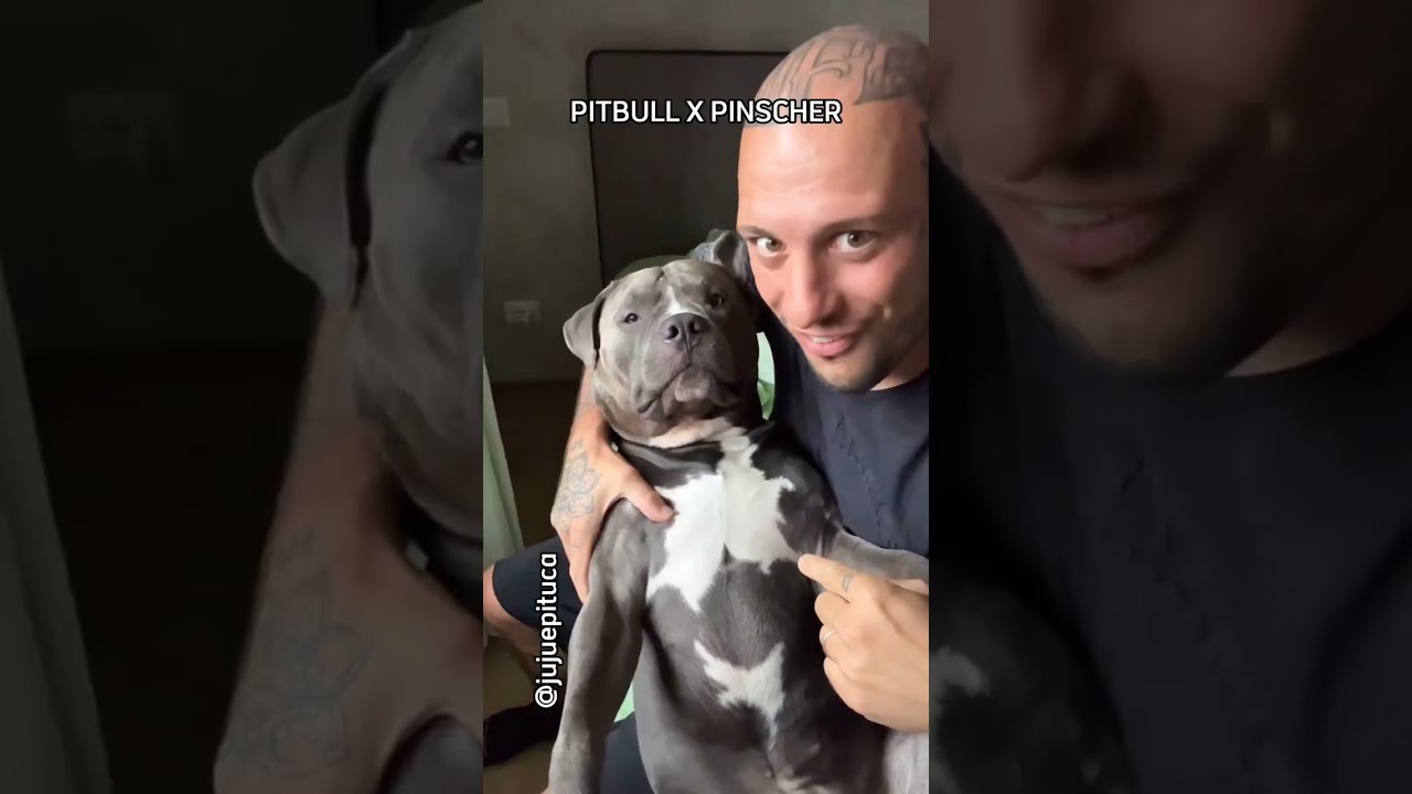 PINSCHER X ANIMAIS FEROZES