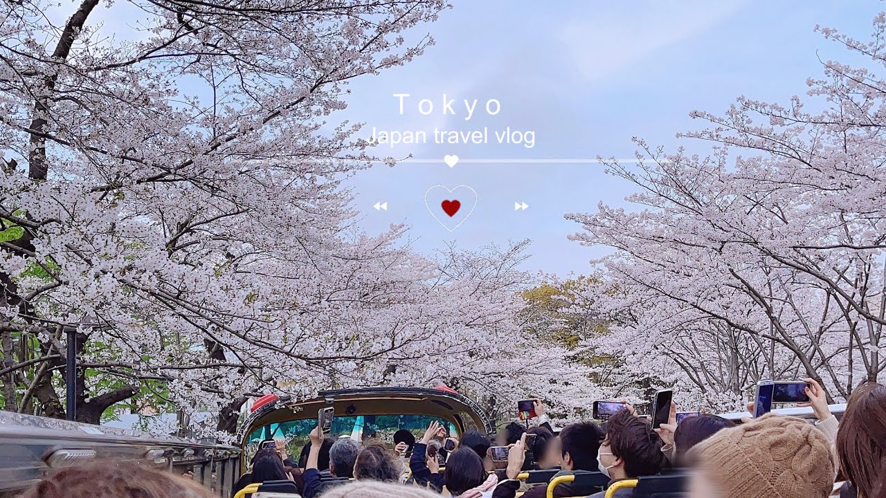 𖦤˖*  ღ✿ᐝspring , Japan exclusive sakura bus🚌春日，乘坐日本东京限定樱花观光巴士 ｜Tokyo travel vlog.