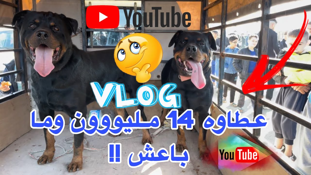 عطاولو 14 مليون في كلب الروت فايلر 🐕و ما باعش ما هو السبب ؟ | أكبر سوق للكلاب في الجزائر 🇩🇿 سطيف