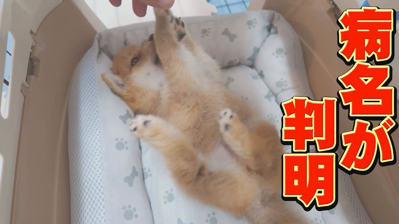 子犬の思いもよらない病名に、驚きました