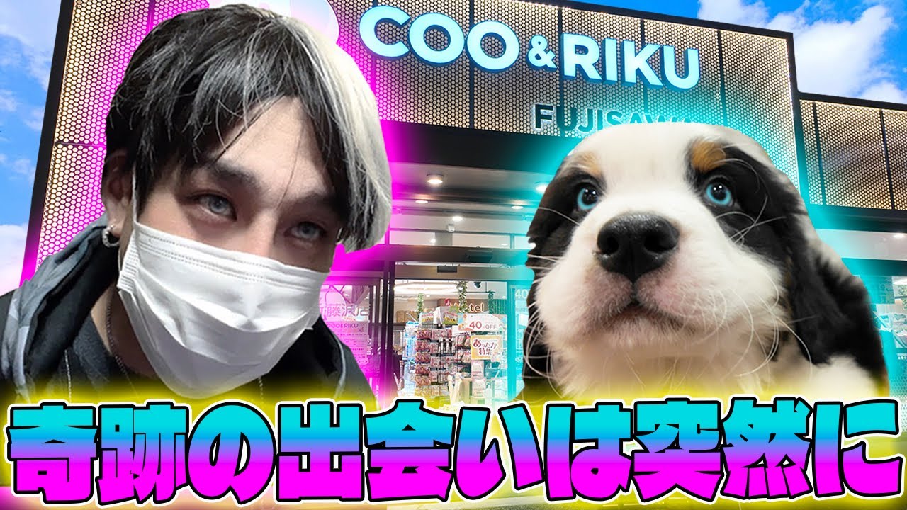 マジでやばい！Coo&RIKUに両目がブルーのバーニーズマウンテンドックこれは…クーアンドリク藤沢店