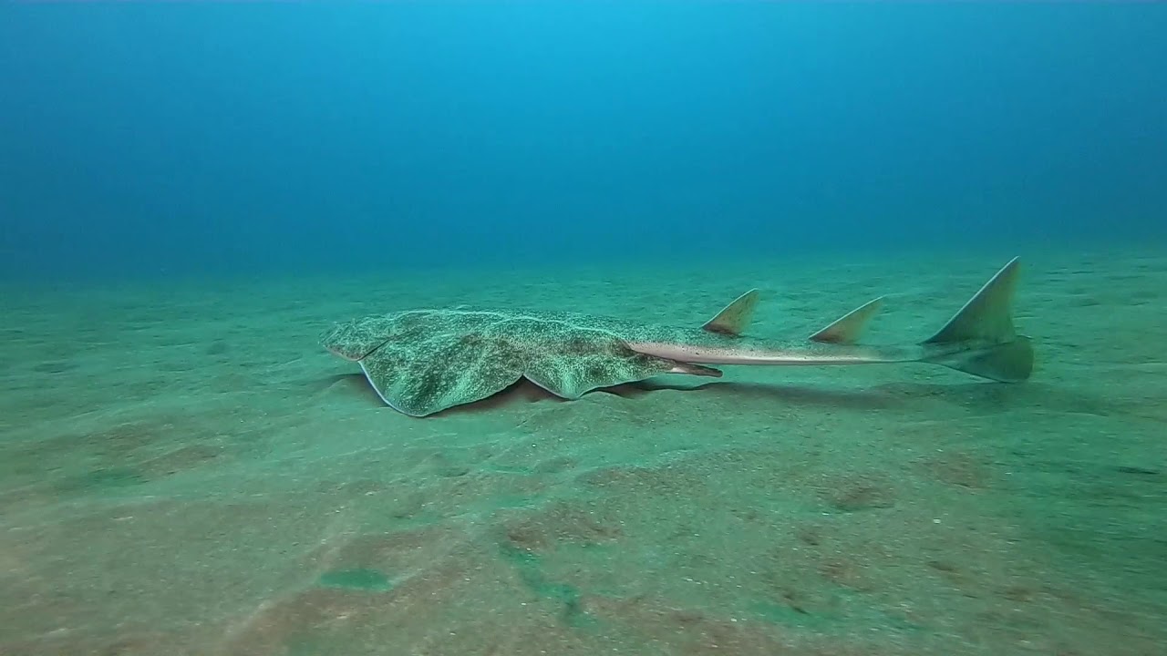 Buceo en Gran Canaria - Sardina del Norte