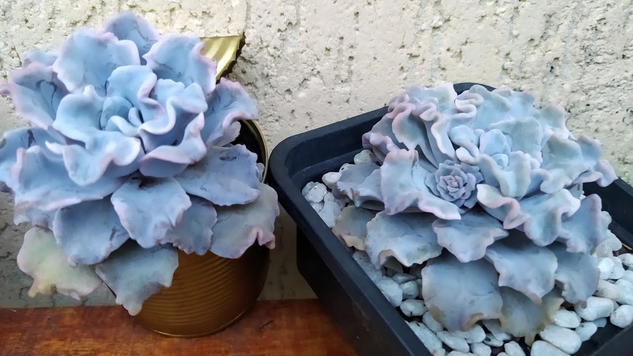 Suculenta Echeveria Crispate Beauty:/