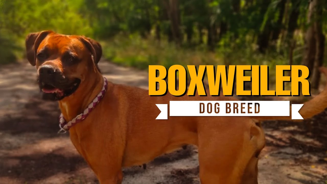 Boxweiler: The Powerful Boxer & Rottweiler Mix You Need to Know!