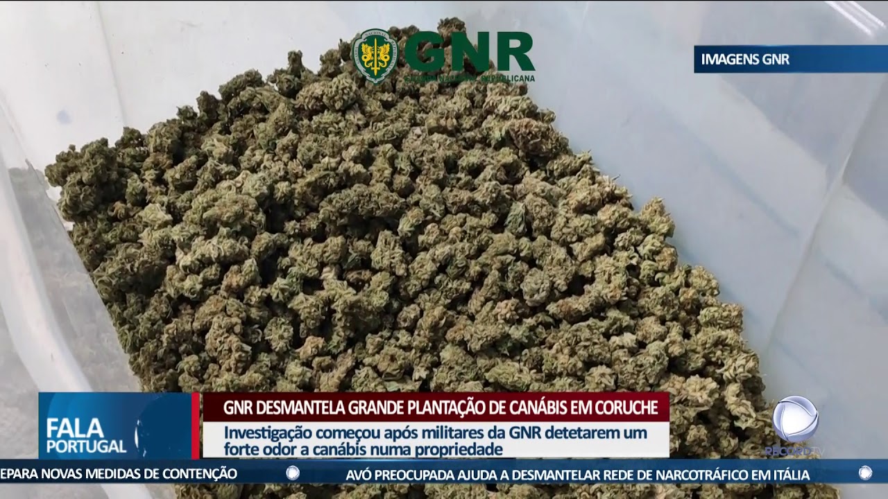 Can&aacute;bis em Coruche