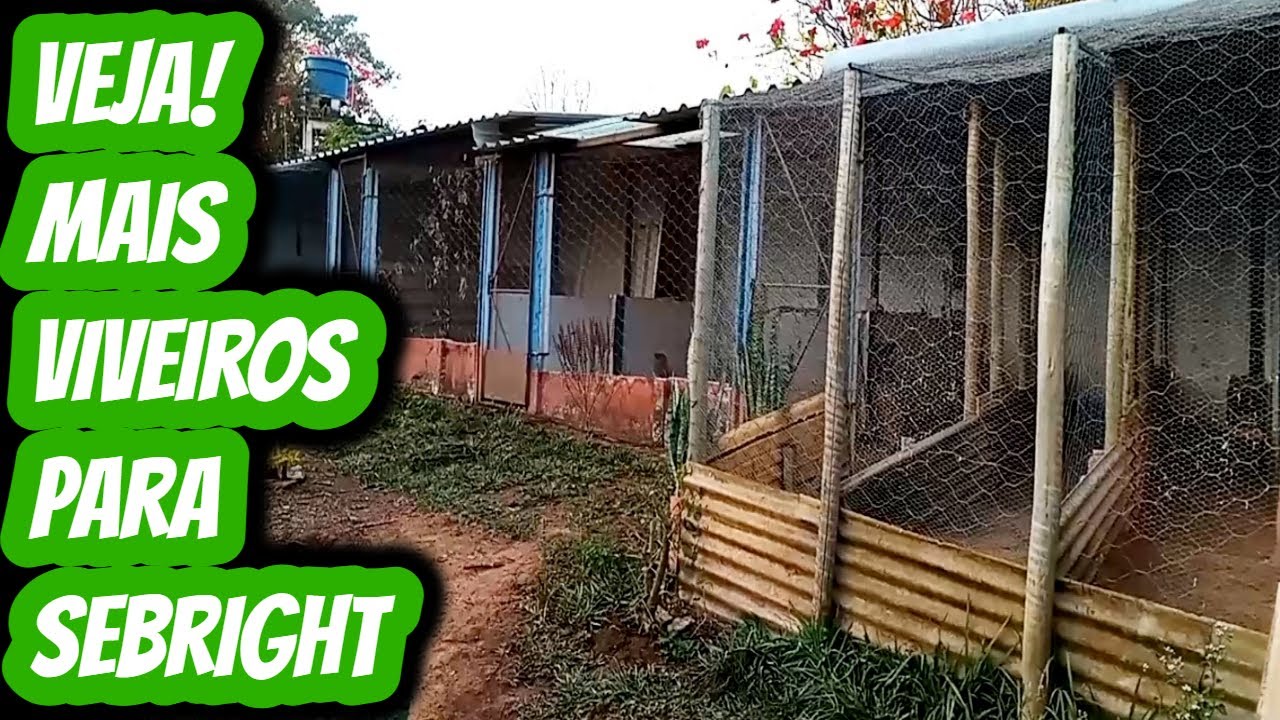 Novos viveiros para raça Sebright prata e dourado.Galinhas exóticas zebraite p/ ovos galados férteis