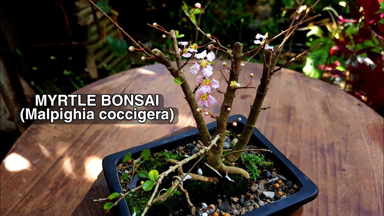 HOW TO MAKE MYRTLE BONSAI 