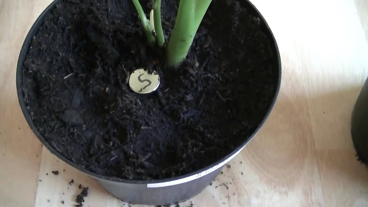 Growing a Plant with its Roots in an Opposite Magnetic Field