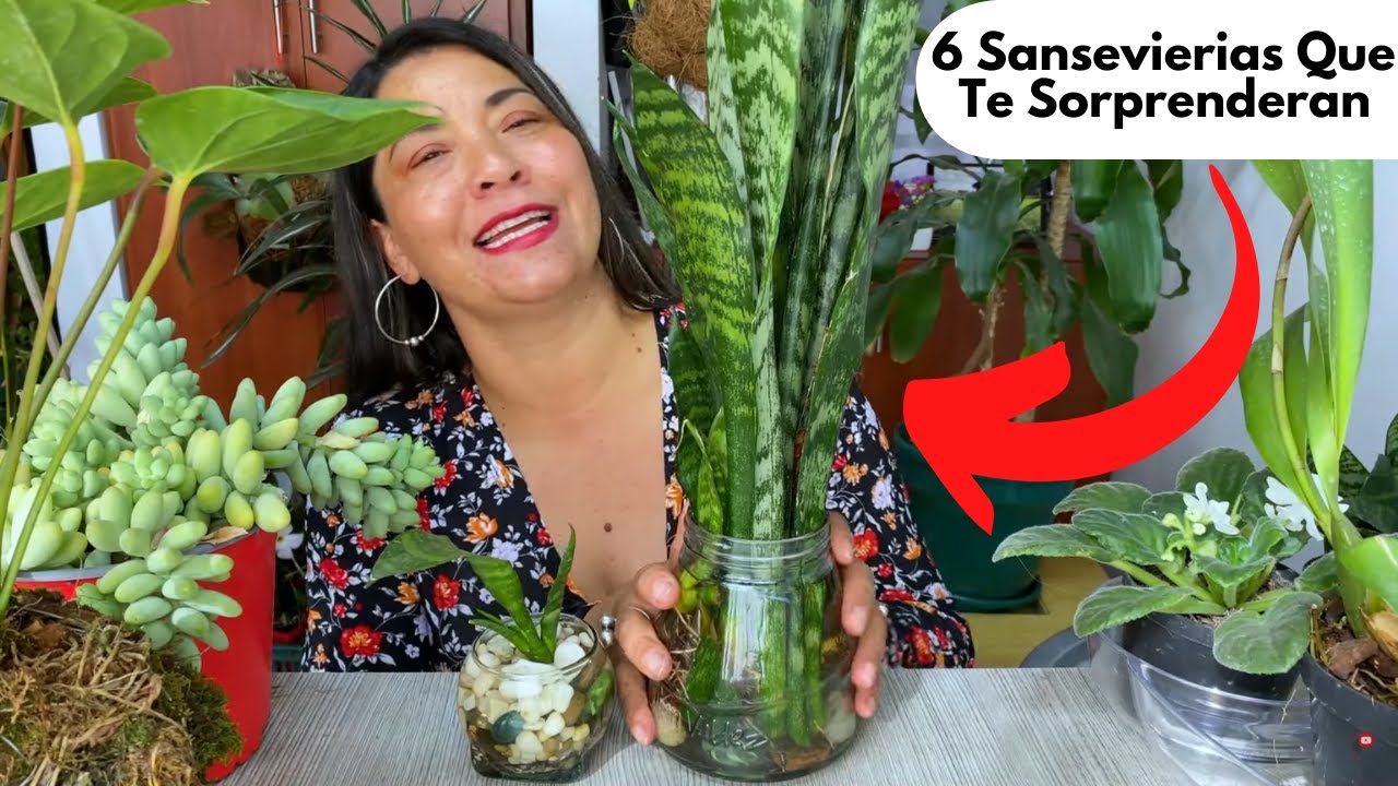 6 tipos de sansevierias que no pueden faltar en tu coleccion