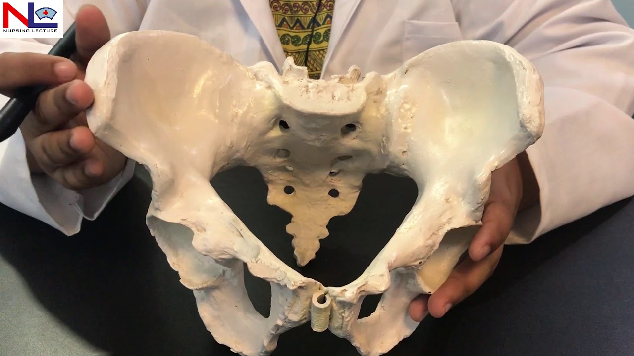Female Pelvis in Hindi (हिंदी) | Practical Explanation | Nursing Lecture