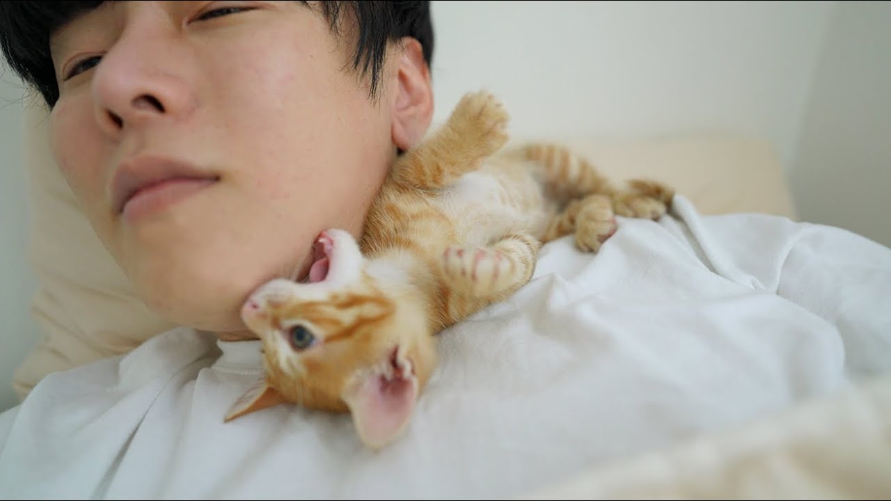 The Kitten Has a Habit of Biting Me While Sleeping😲😲😲