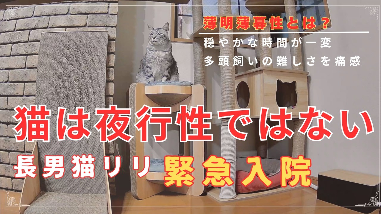 多頭飼いの難しさ～薄明薄暮性～：長男猫リリ緊急入院