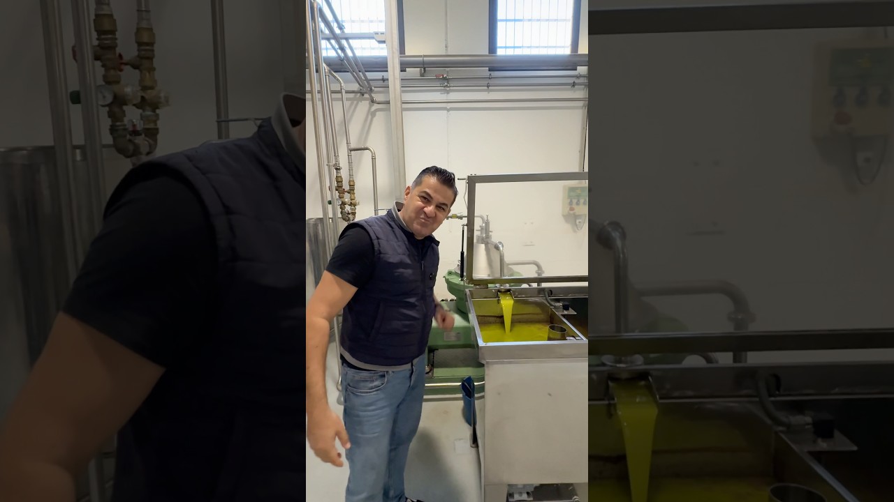 Cum se obtine uleiul de Masline Extra Virgin presat 👈( Presat la Rece)