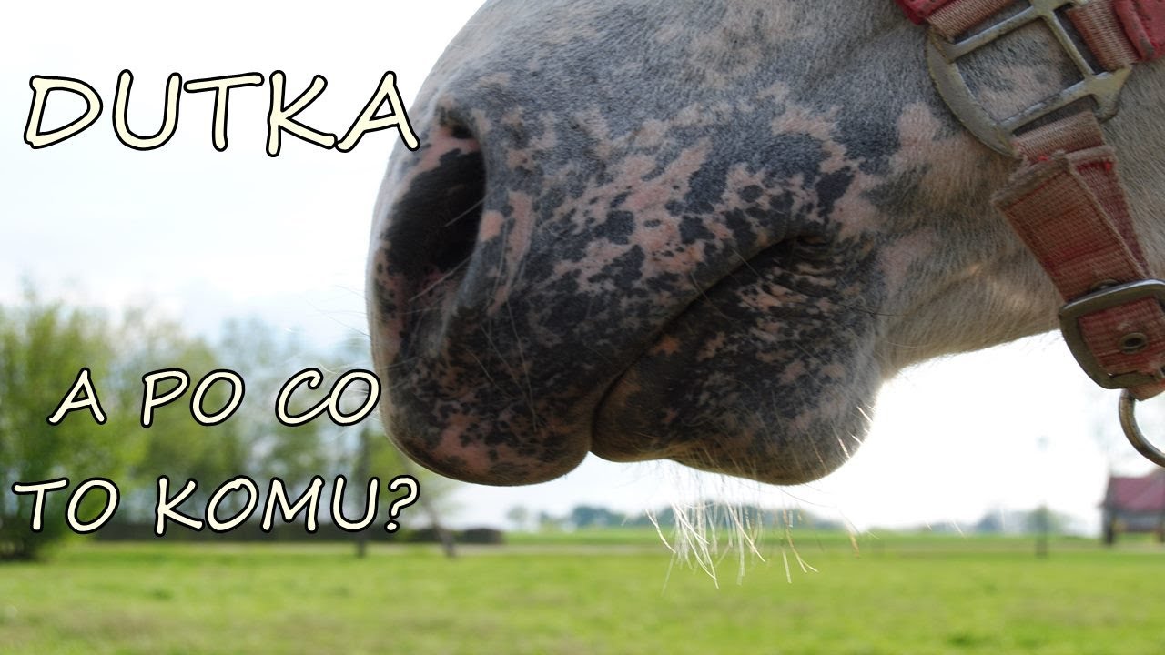 Dutka- cóż to jest?!