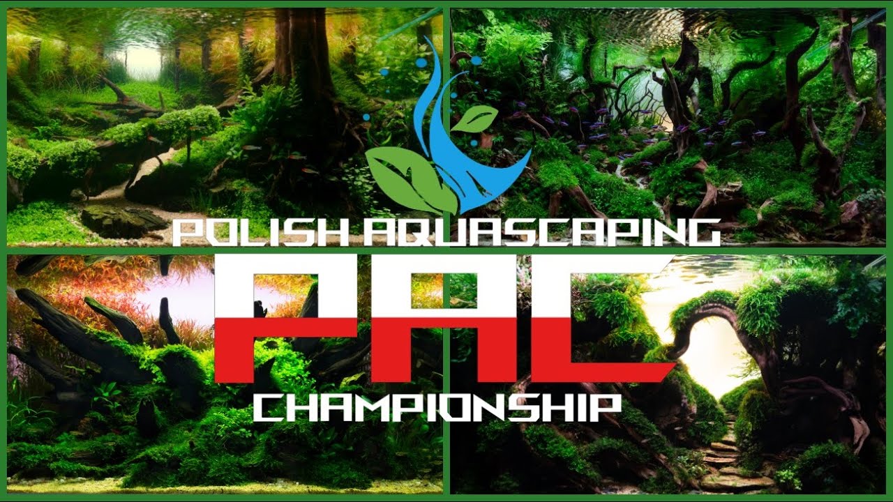 Polish Aquascaping Championships 2024 | Ogłoszenie Wynik&oacute;w &ndash; TOP 20!