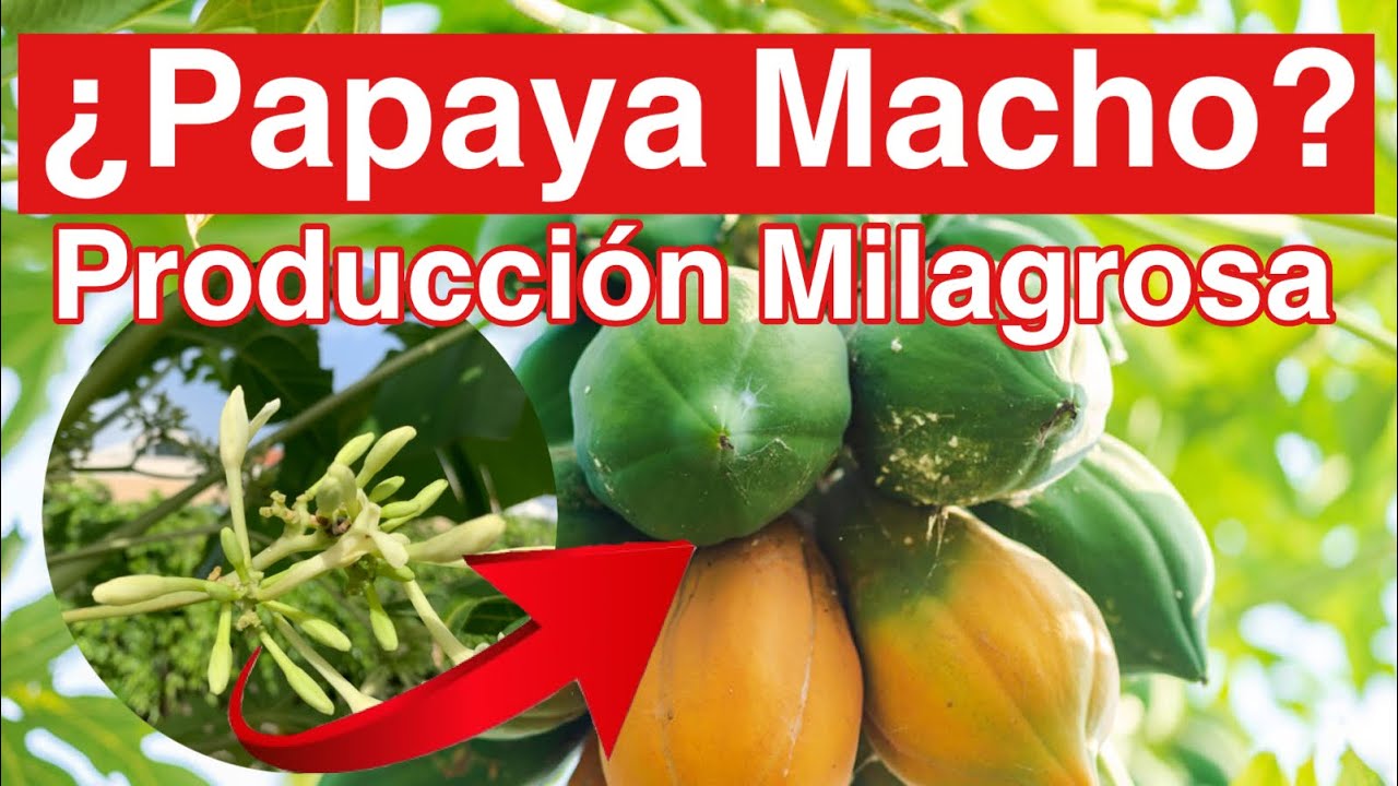 C&oacute;mo Hacer Producir a una Planta &ldquo;Macho&rdquo; de Papayas