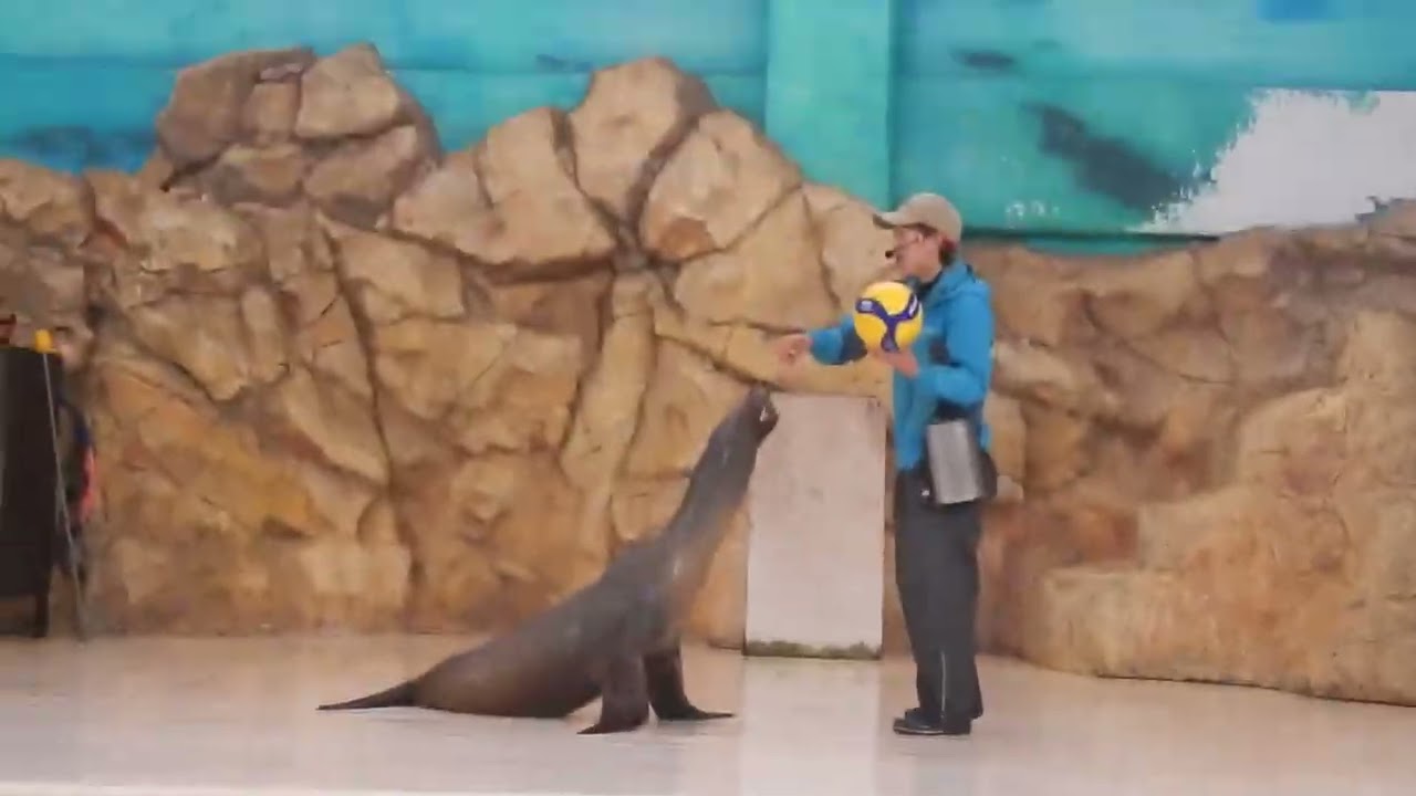 鳥羽水族館アシカショー（シルク）2025/11/25