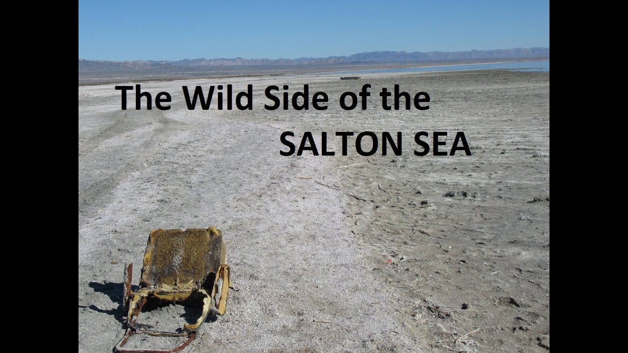 The Wild Side of the Salton Sea