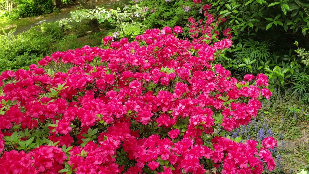 Flower Garden Meditation Music | Breathtaking Beautiful Flower Garden With Relaxing Soothing  Music