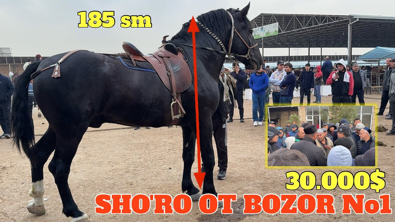 SHO'RO OT BOZOR 30.000 $ PO'LSHA BARAKADAN QAYTDI JANJAL BARAKALA LIKE👍 BOSVORING VIDEO UCHUN🤲👍✅