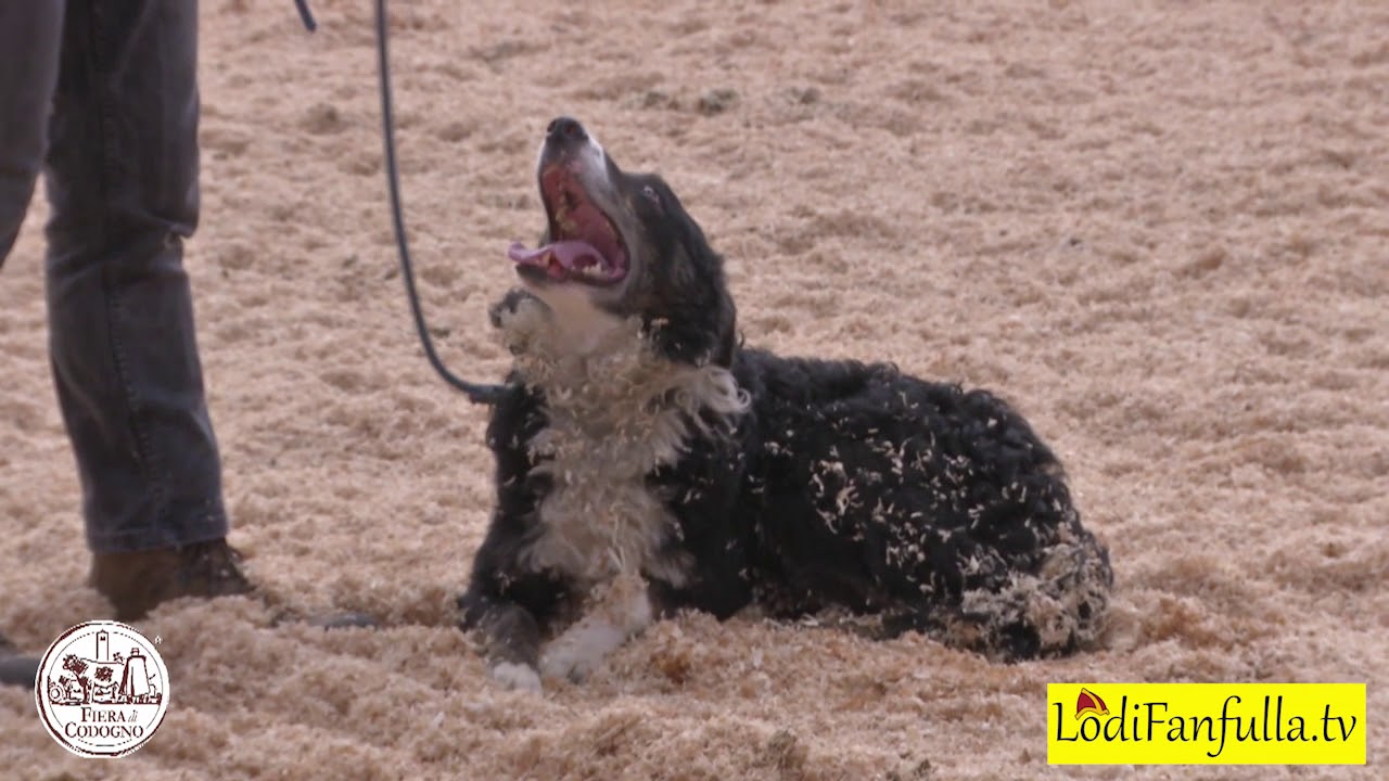 228 Fiera di Codogno   Esibizione cani da pastore Border Collie con pecore ed oche di Tolosa
