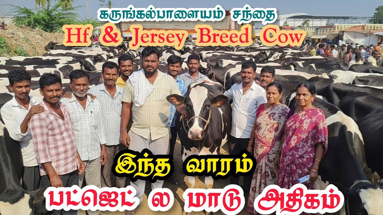 இந்த வாரம் Budget ல நல்ல கறவை மாடுகள் /கருங்கலபாளையம் சந்தையில் 