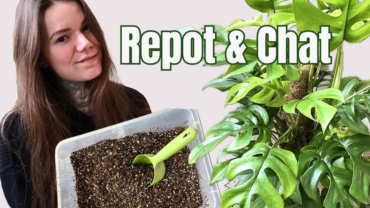 Пересаживаем вместе. Пересадка Rhaphidophora Tetrasperma. Уход за комнатными растениями.