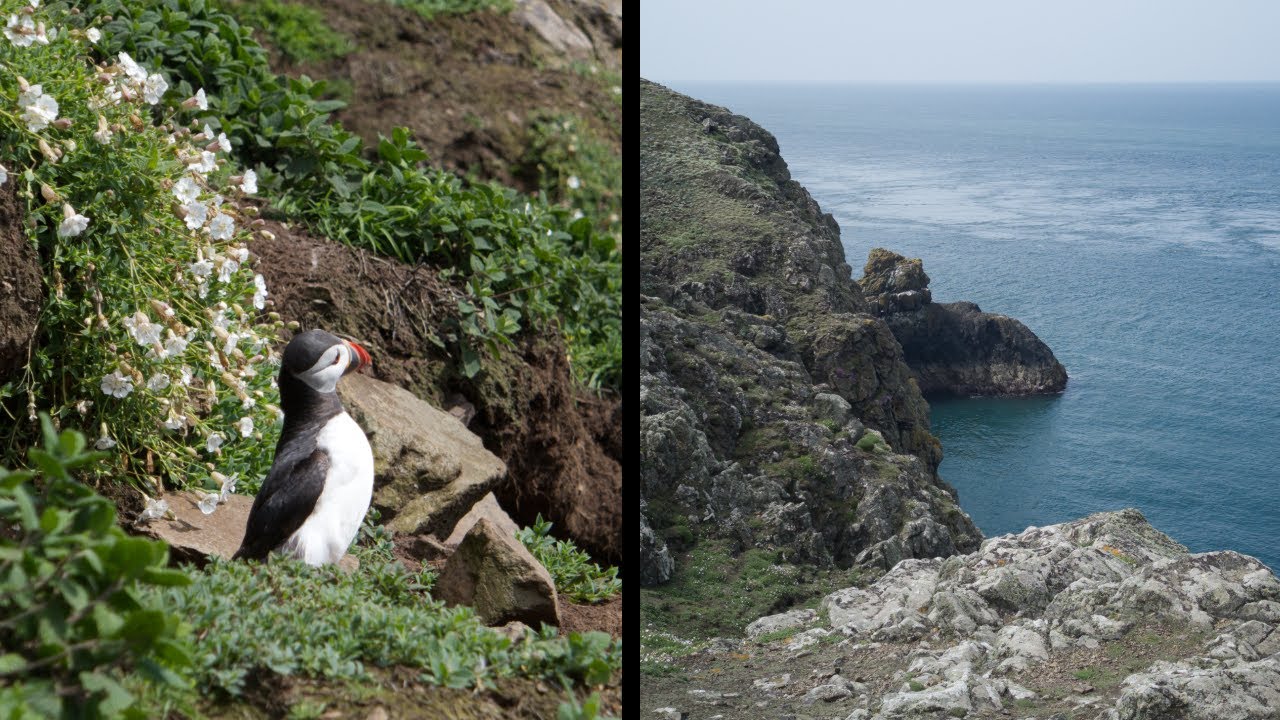 Skomer Island 17th May 2023