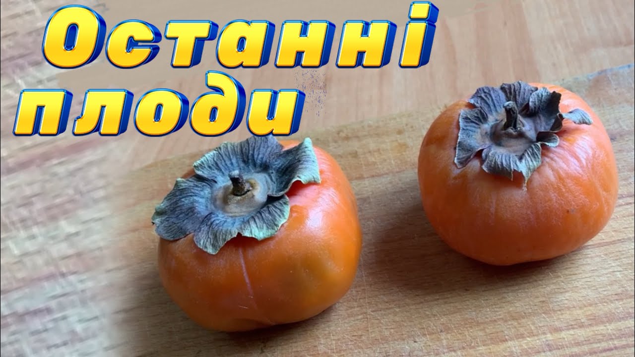 Останні плоди хурми. 