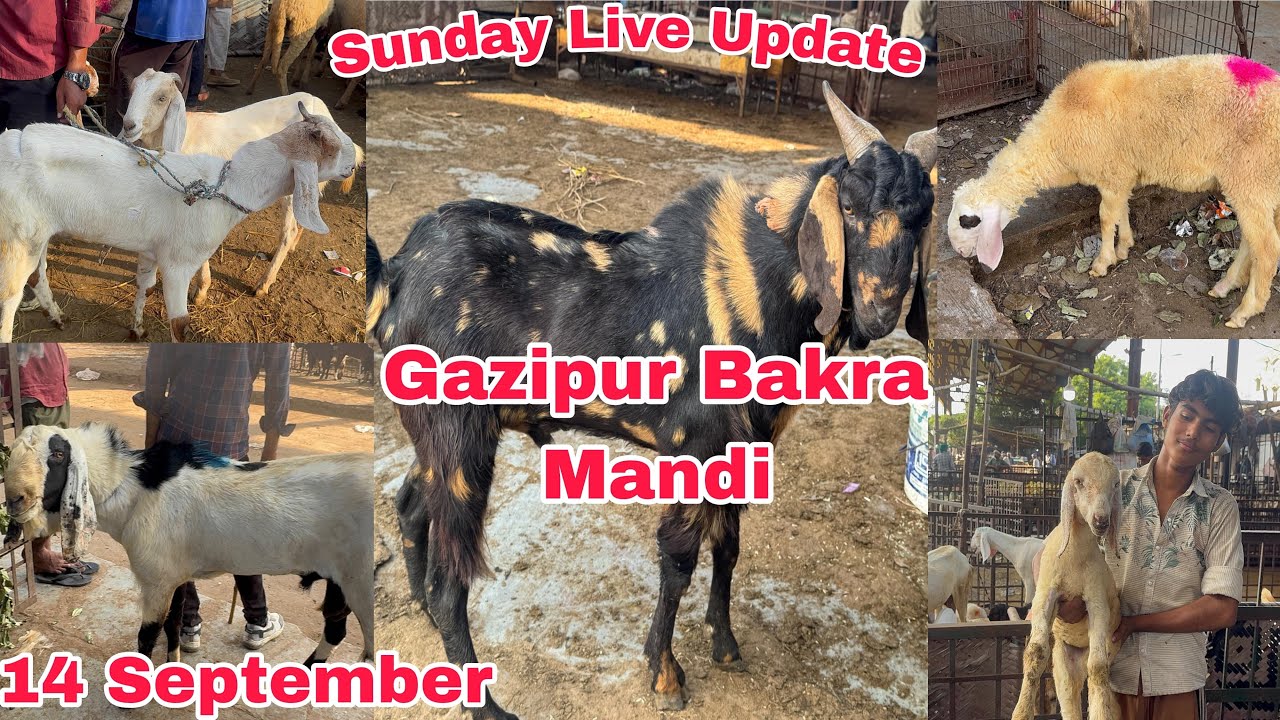 Ghazipur Bakra Mandi Live Update 14/09/2025 DELHI 