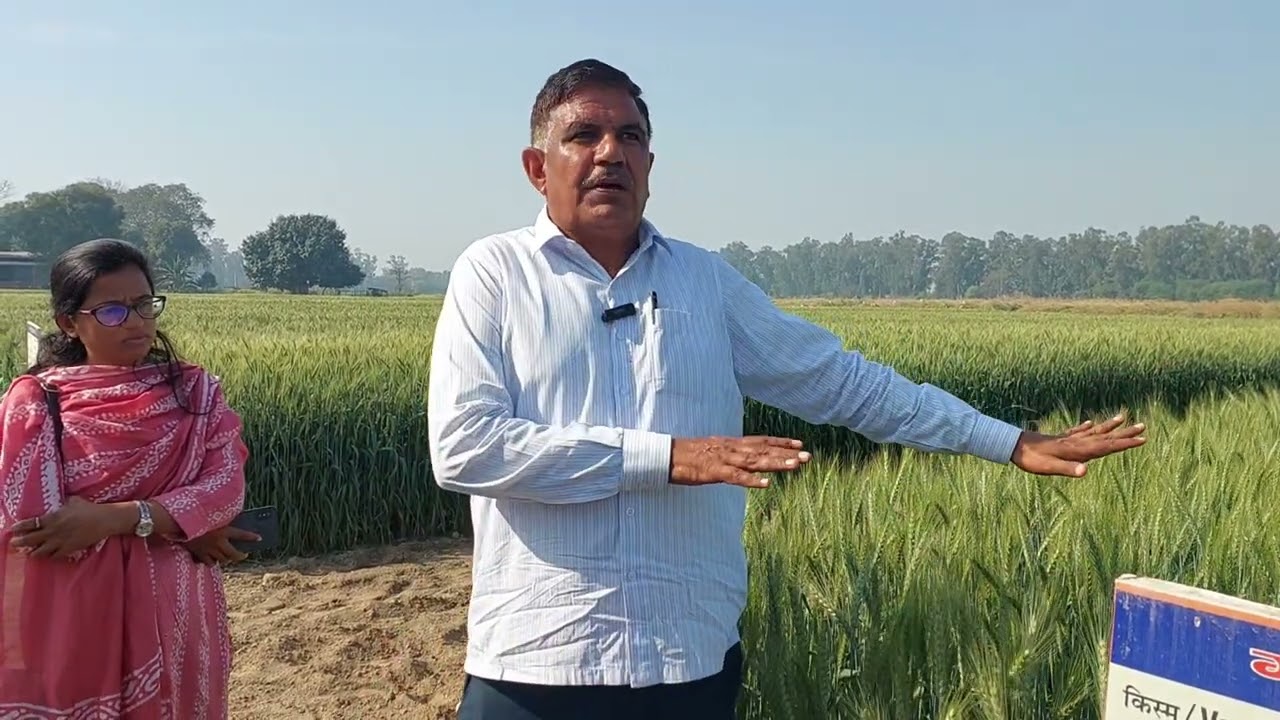90 से 100 मण एकड़ में पैदावार देने वाली क़िस्म HAU हिसार डॉक्टर ओम प्रकाश बिश्नोई द्वारा विकसित