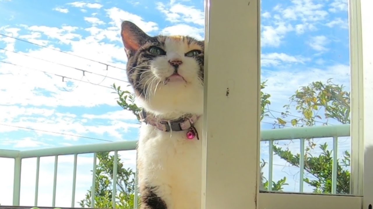 あたい一流猫モデル目指すわ。大事なことは、ポーズを決めて動かないこと