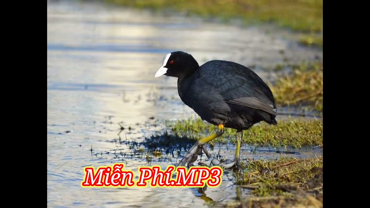 Tiếng Chim sâm cầm miễn phí