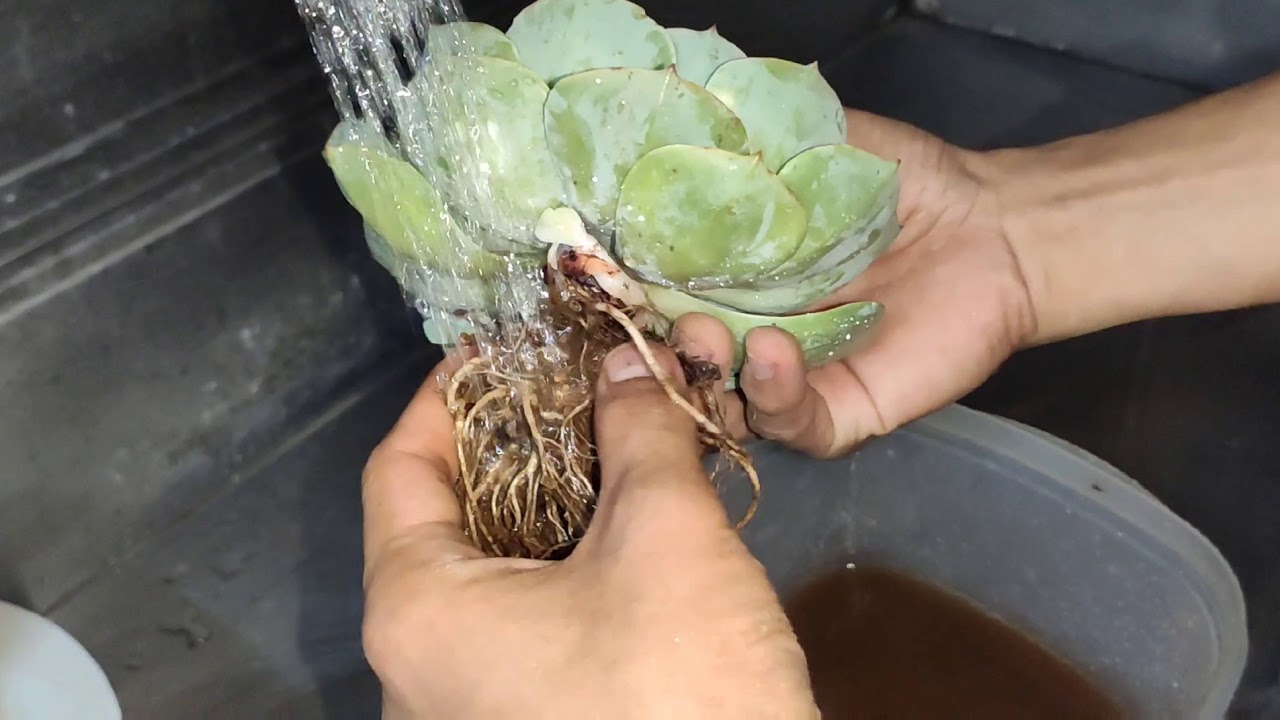 Why We Need To Repot Newly Bought Cacti And Succulents