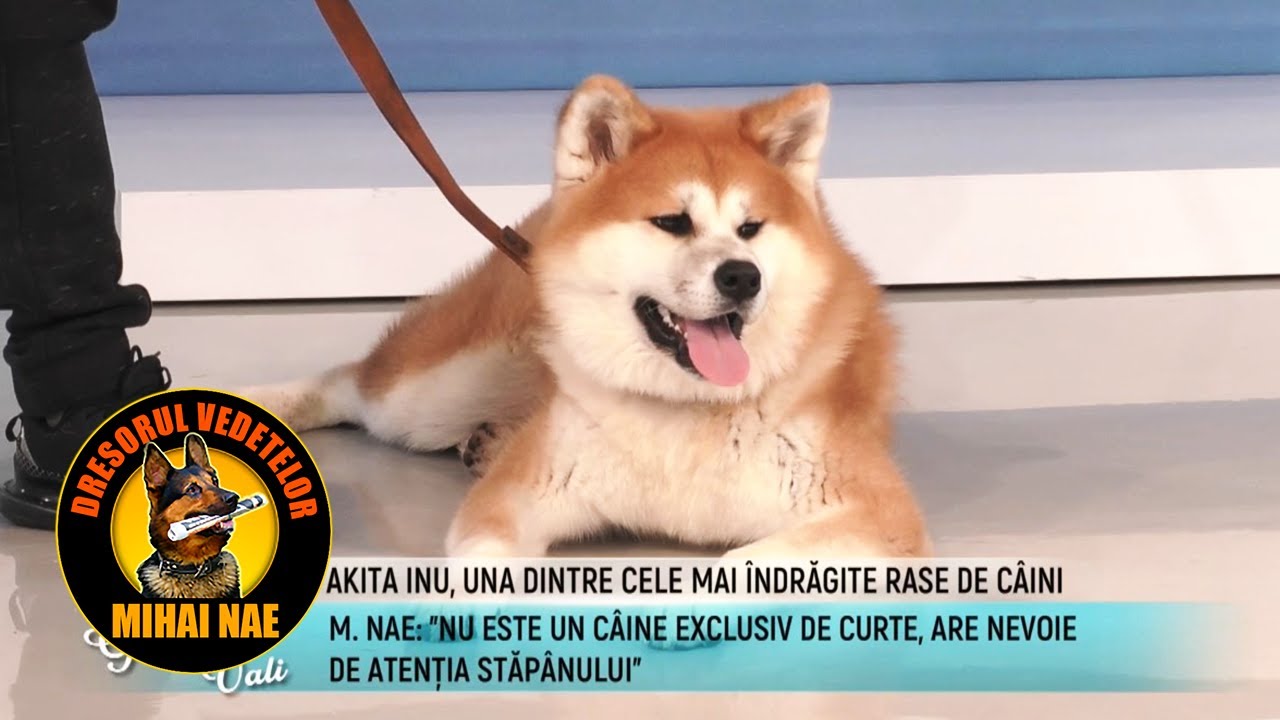 Mihai Nae @MetropolaTV | Dimineti cu Georgia - Akita Inu, o rasa deosebita