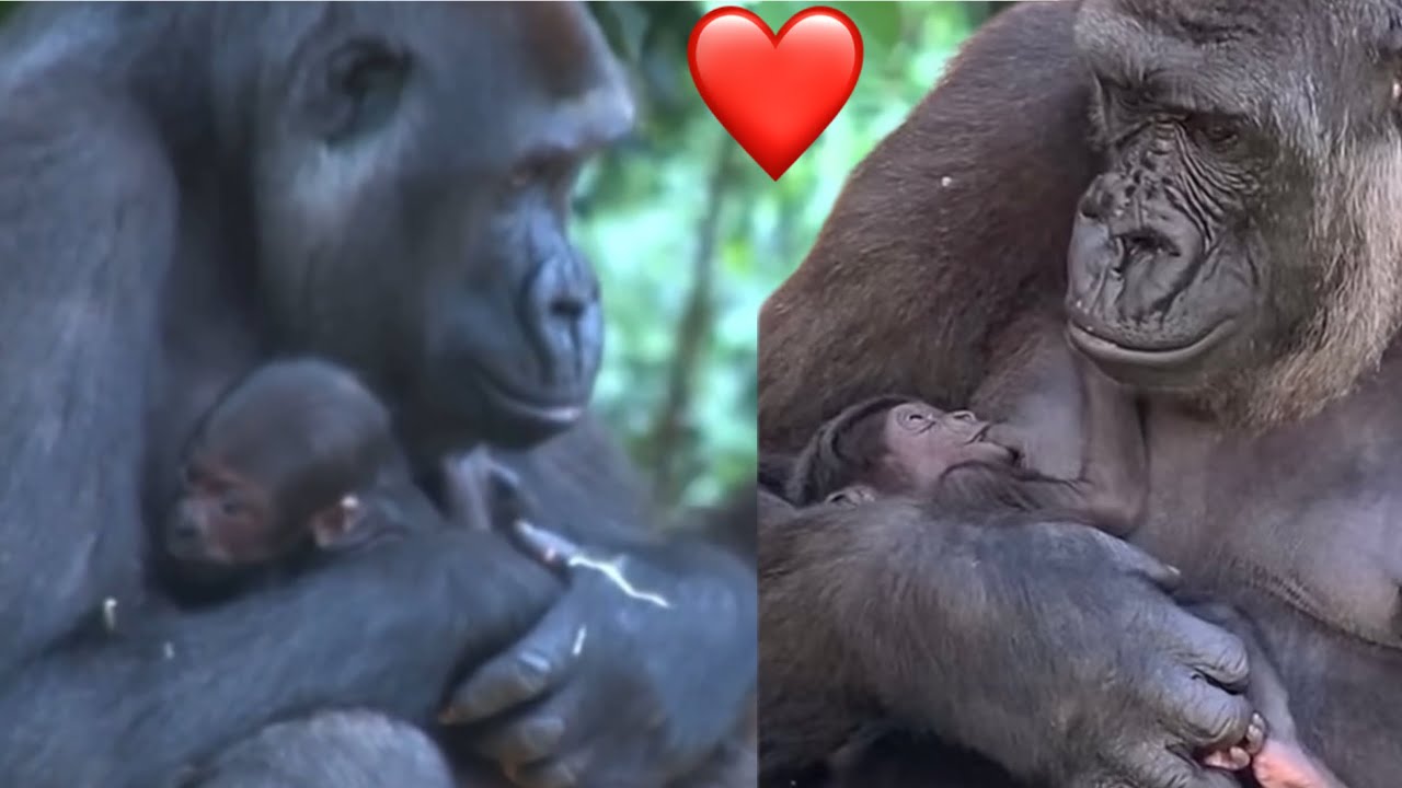 Sweet newborn baby gorillas. 🥰 Heart warming moments.❤️
