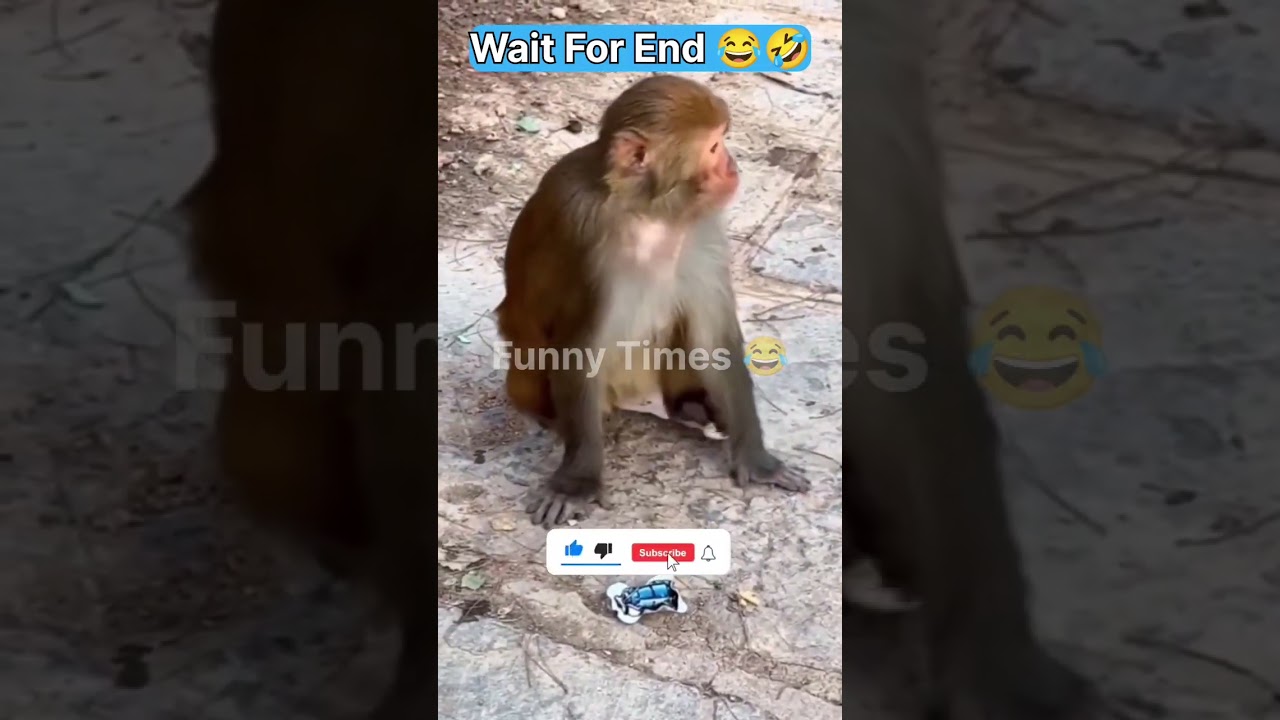 Pranking a Monkey with a Bomb &ndash; Funniest Reaction Ever! 🐵😂 #funnymonkey #monkeyvideo