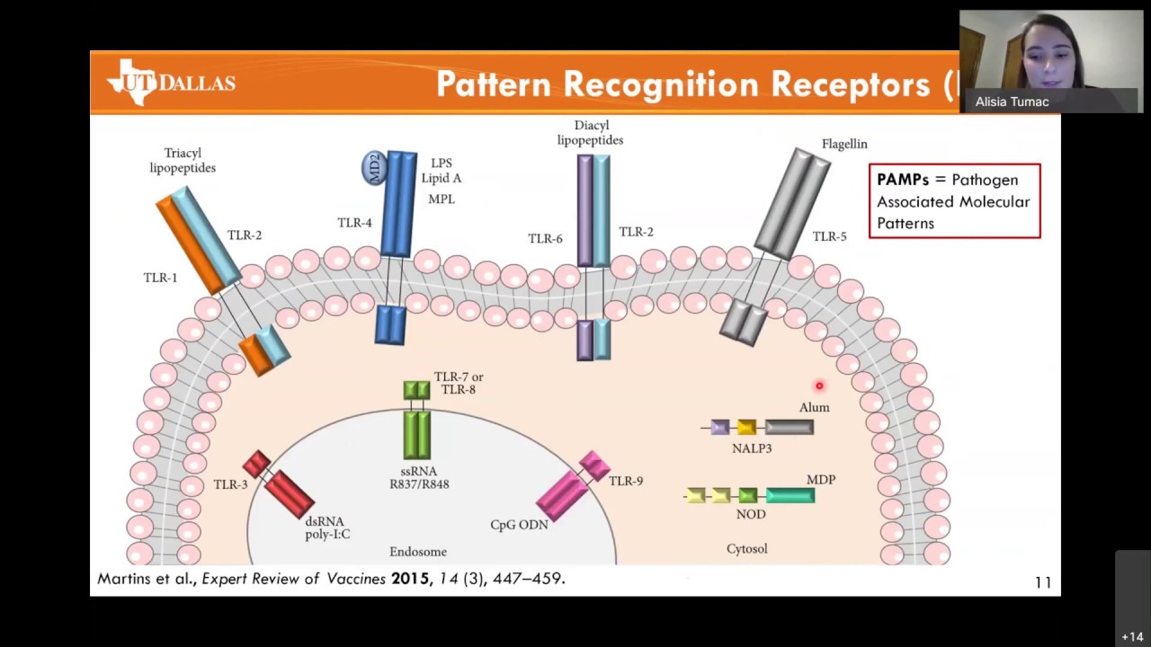 A closer Look at Vaccine Adjuvants for Immune System Enhancement