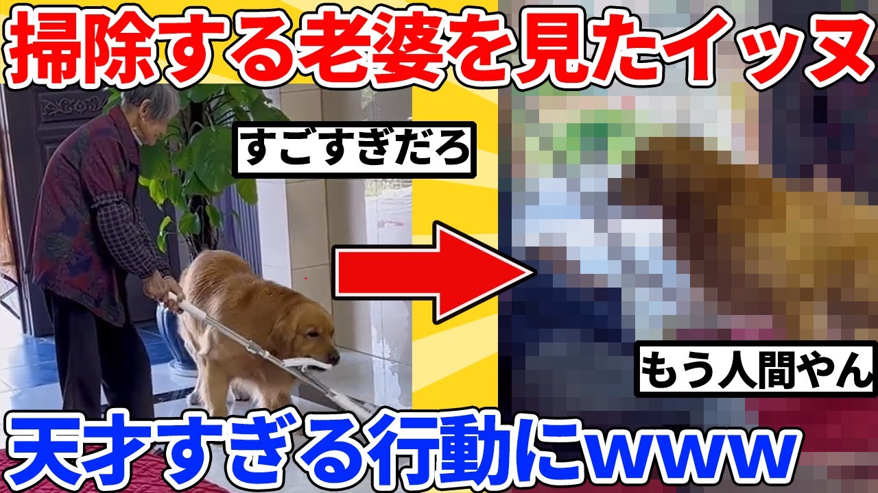 【2ch動物スレ】掃除する老婆を見たイッヌ→天才すぎる行動にｗｗｗｗｗ