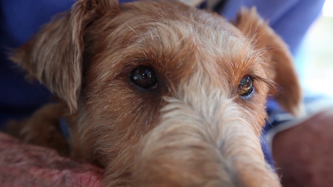 Irish Terriers and the Great War