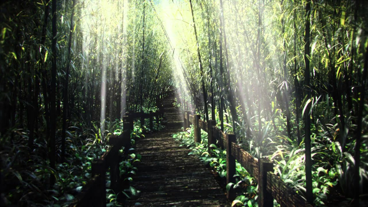 Bamboo Forest Path Animation - 1080p [Maya 2015]