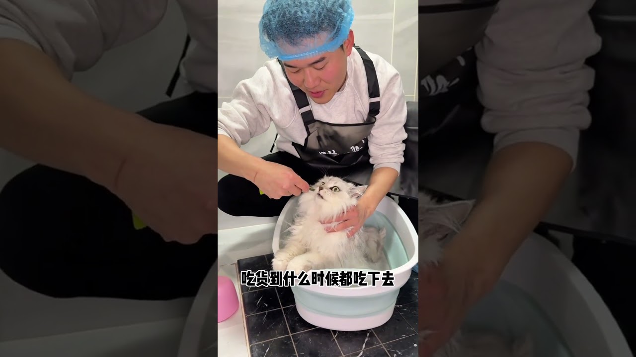 The Unbathed Cat's Unexpected Transformation: From Store Rejection to Adored Pet